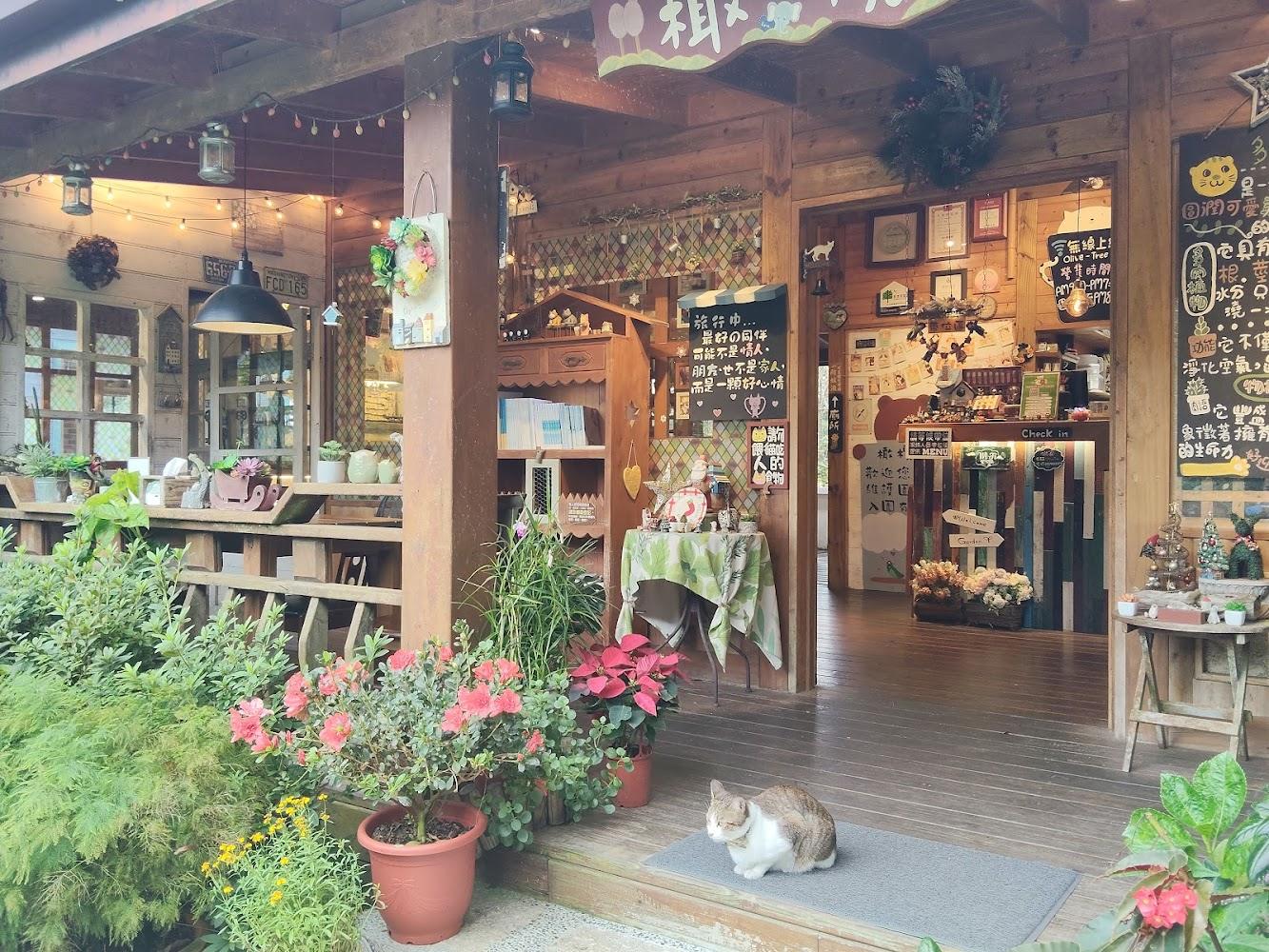 Nanzhuang OLIVE TREE