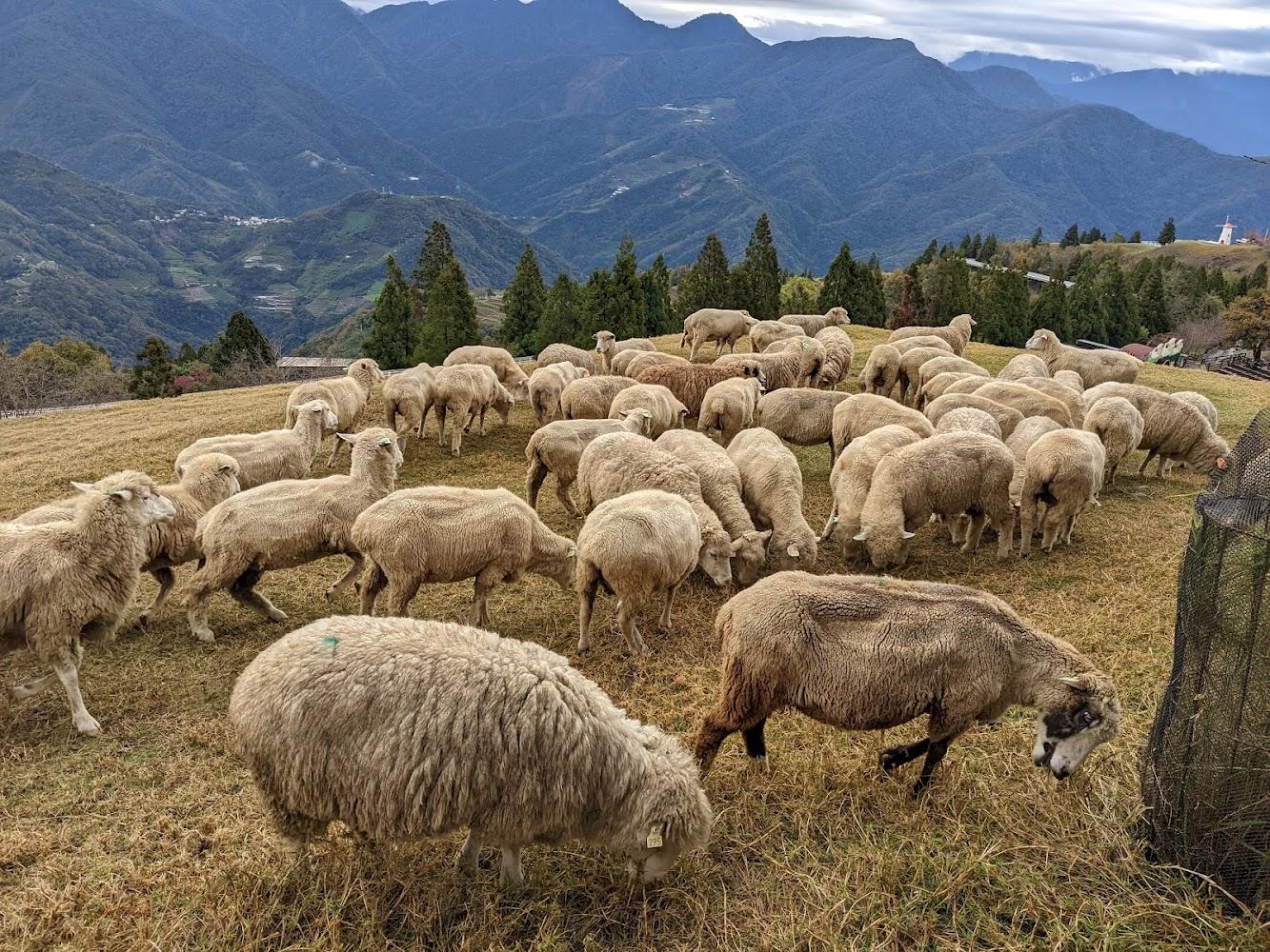 清境騎馬樂|清境農場的最佳旅遊指南:觀山牧區一日遊全攻略