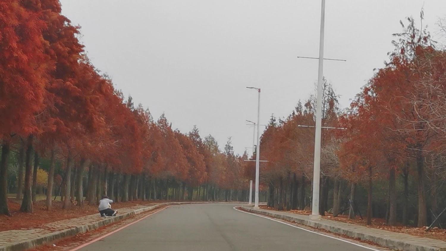 麗寶落羽松大道