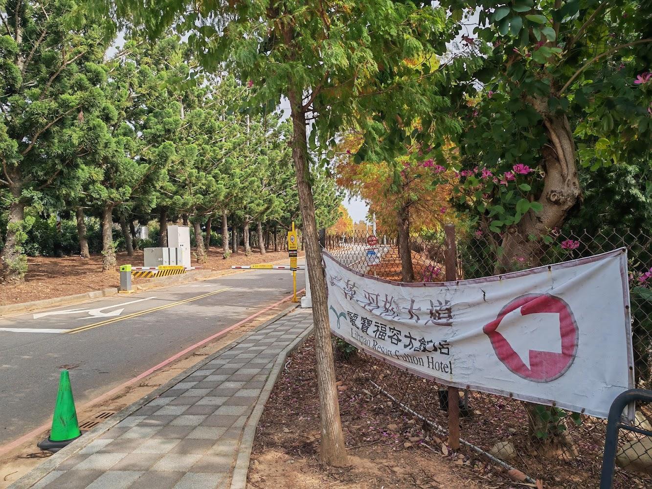 麗寶落羽松大道