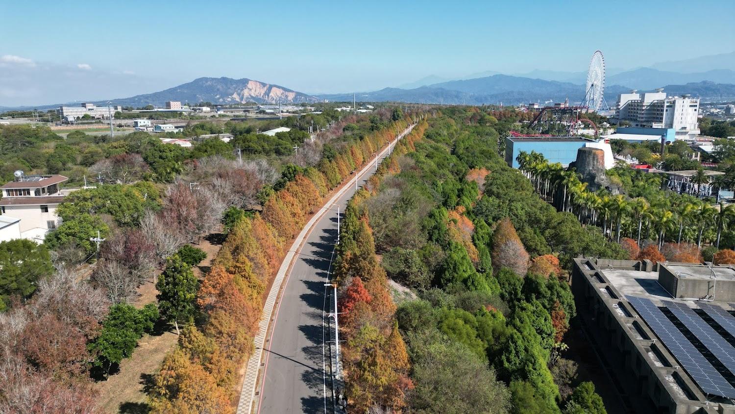 麗寶落羽松大道