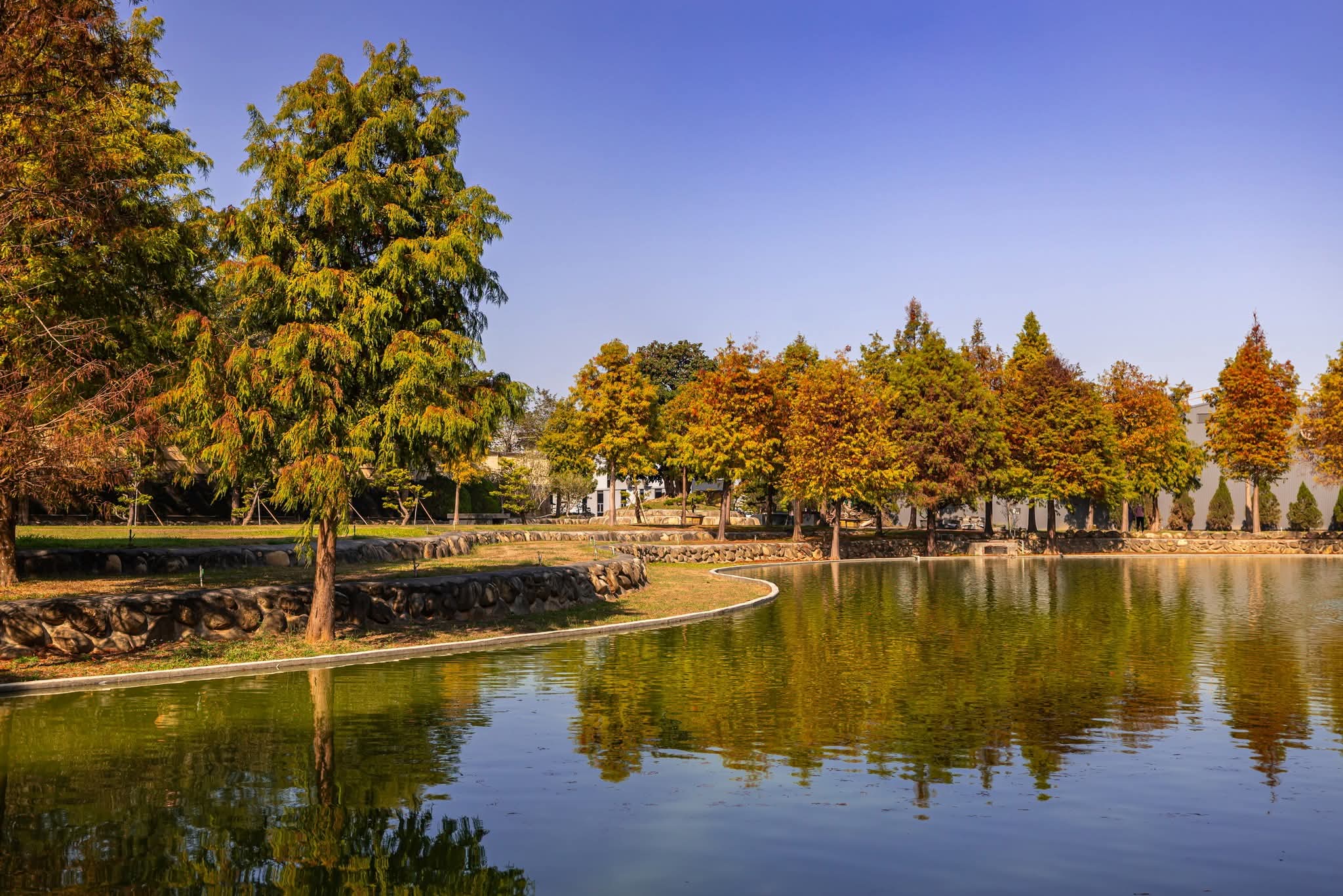 陽光灑落在欣美創意園區的落羽松林間。