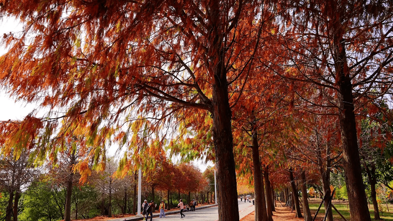 麗寶落羽松大道