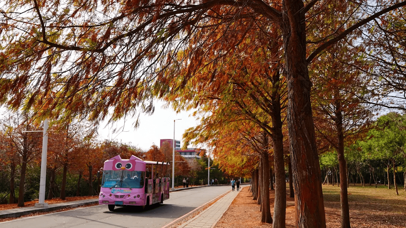 麗寶落羽松大道