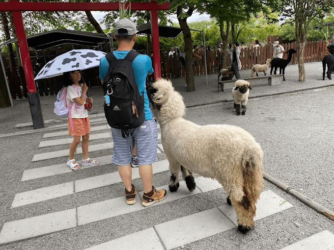 把早晨獻給宜蘭張美阿嬤農場，讓孩子在小動物與手作間建構自己的故事