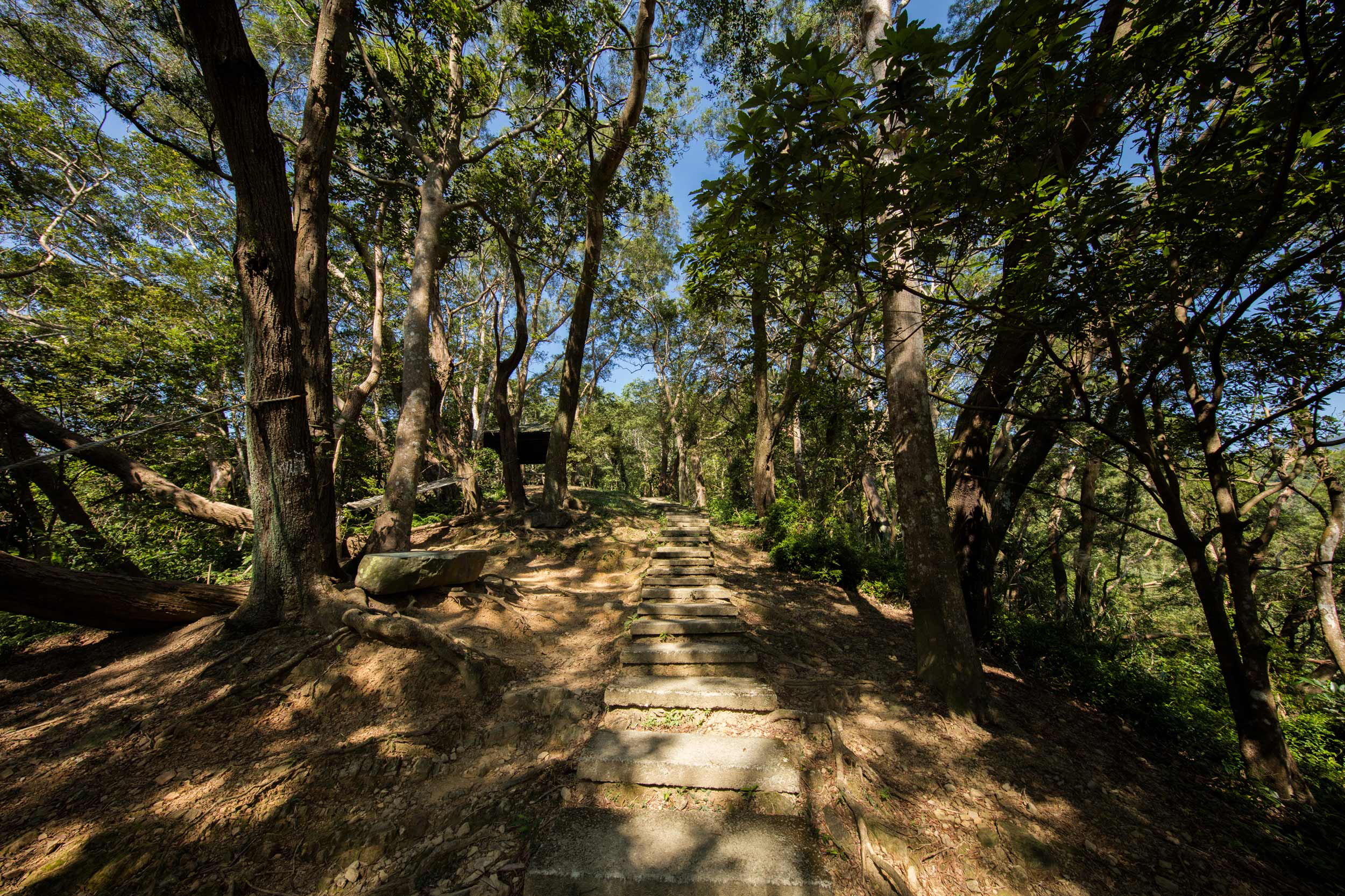 把城市的喧鬧聲音留在入口,來大板根深呼吸,一步一步走進森林的懷抱