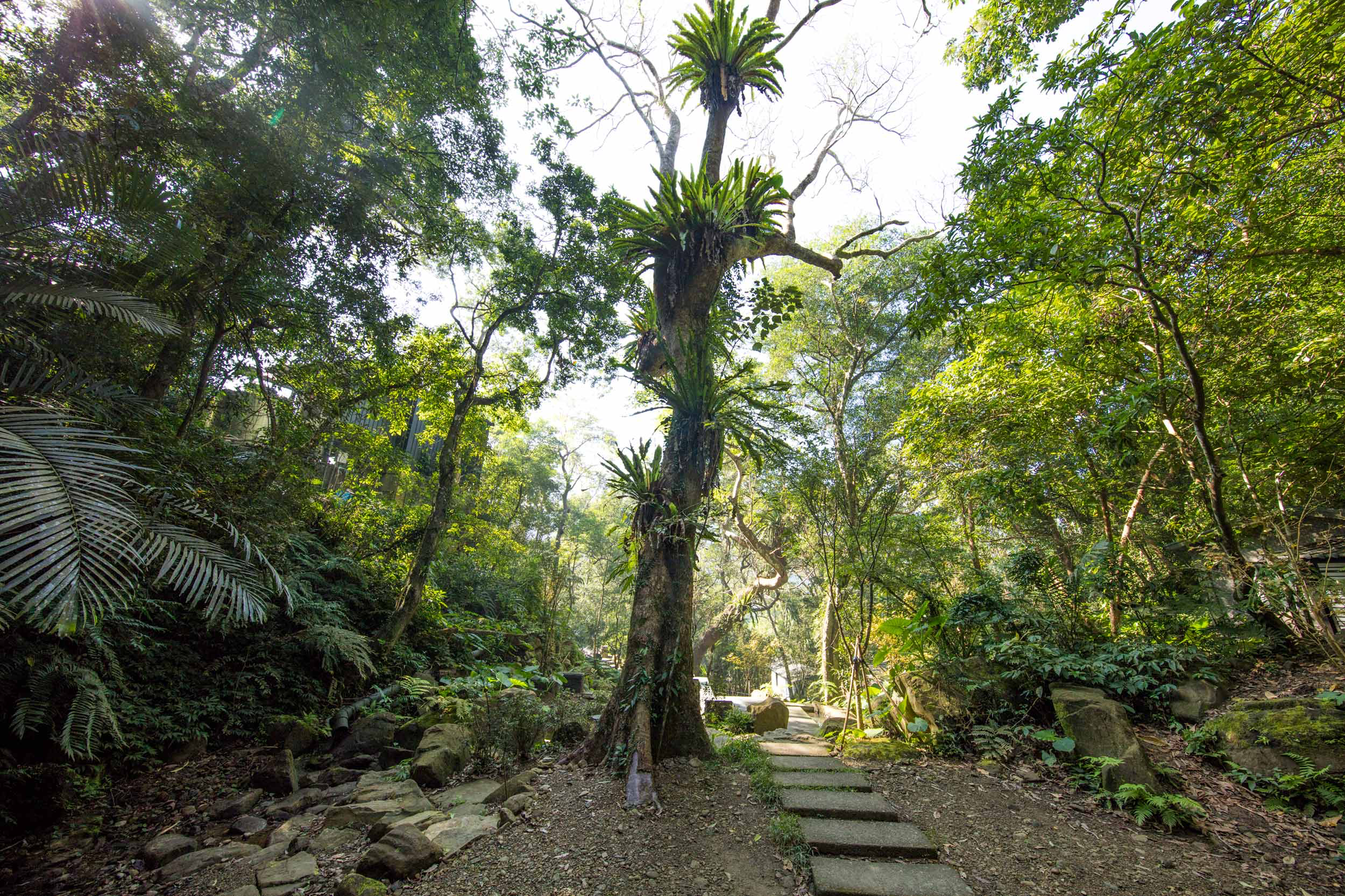 把城市的喧鬧聲音留在入口，來大板根深呼吸，一步一步走進森林的懷抱