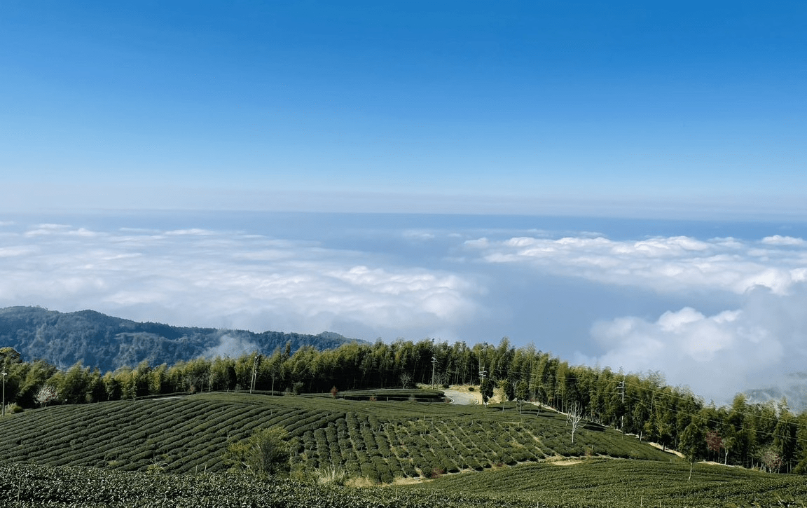 沿著步道緩緩登高，到雲嶺之丘望向阿里山山系，整片雲海像在眼前輕輕流動
