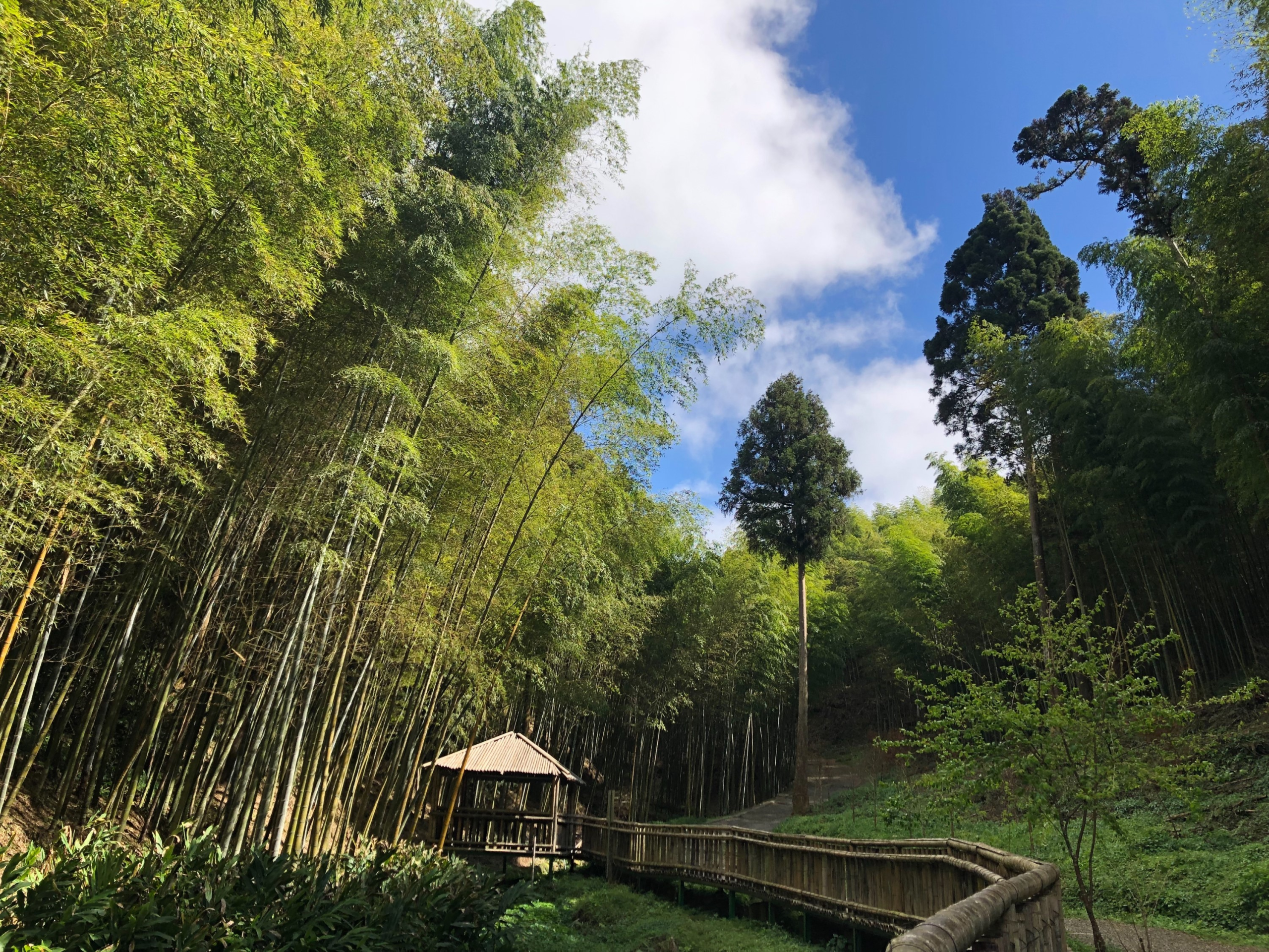 沿著步道緩緩登高，到雲嶺之丘望向阿里山山系，整片雲海像在眼前輕輕流動