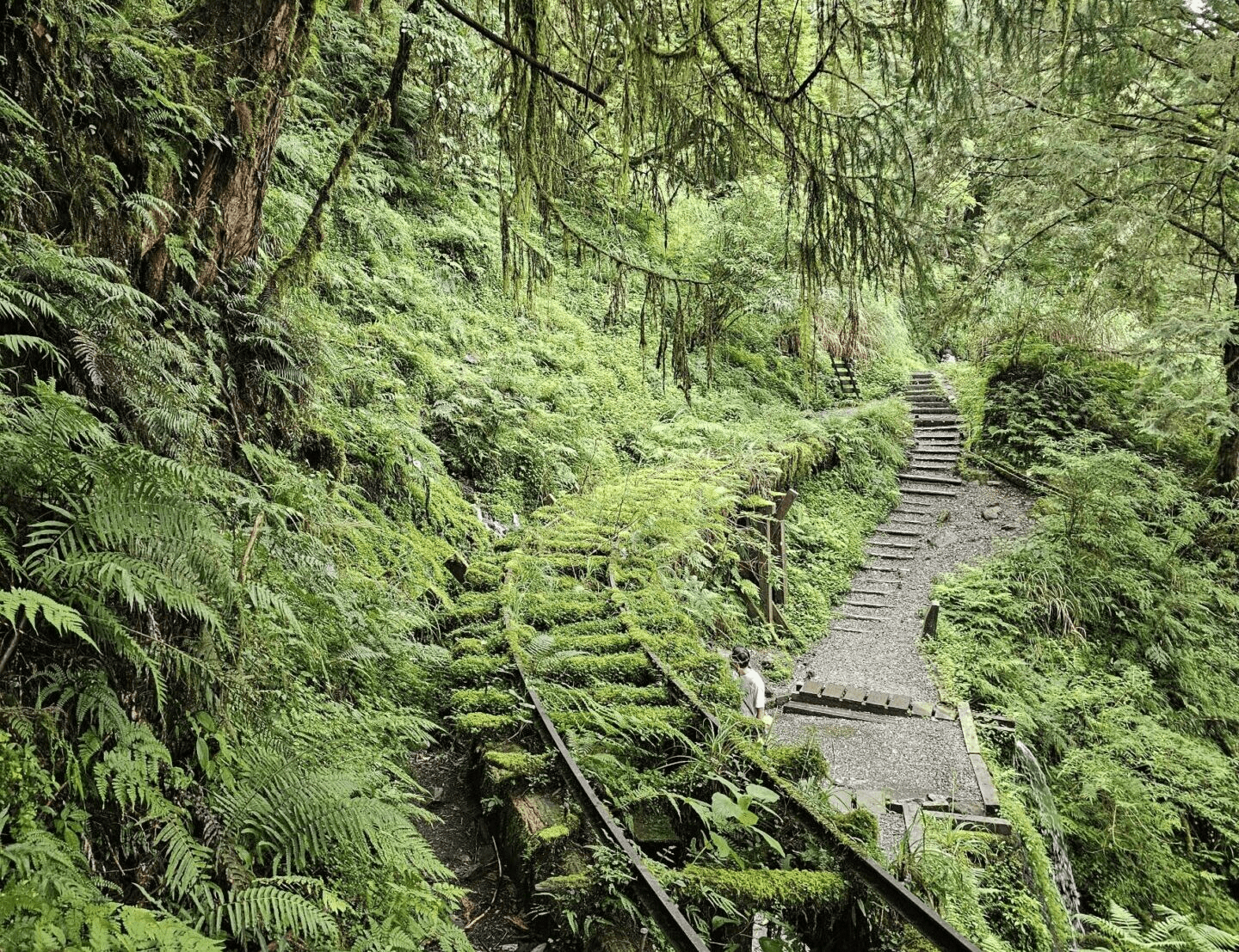在宜蘭太平山的清晨霧氣裡漫步見晴懷古步道，沿著木棧與光線慢慢走進森林的安靜深處
