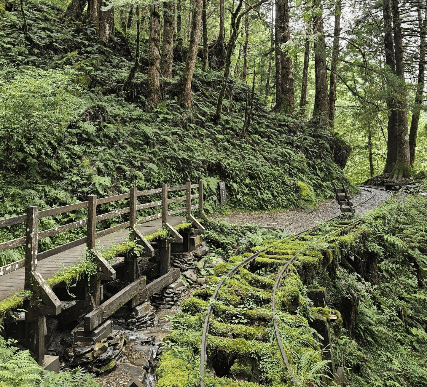 在宜蘭太平山的清晨霧氣裡漫步見晴懷古步道，沿著木棧與光線慢慢走進森林的安靜深處