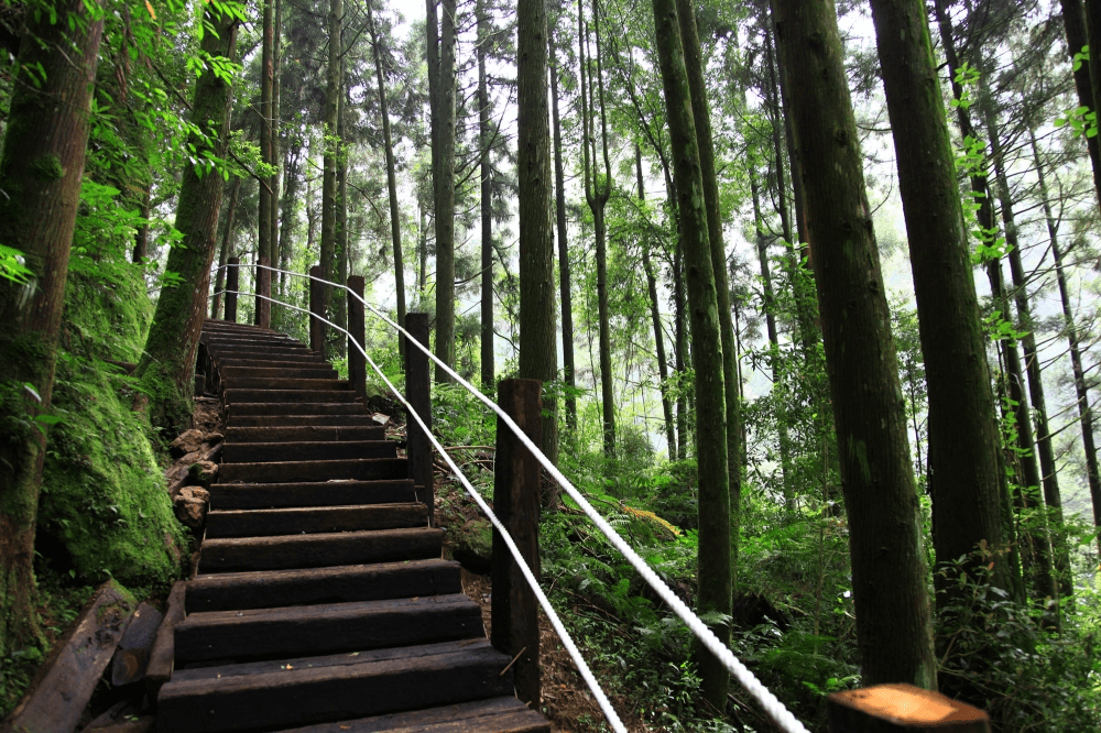 沿著杉林溪的柔霧山徑漫步,聽水聲與風聲交錯,像為旅程寫下一段安靜而緩慢的節奏