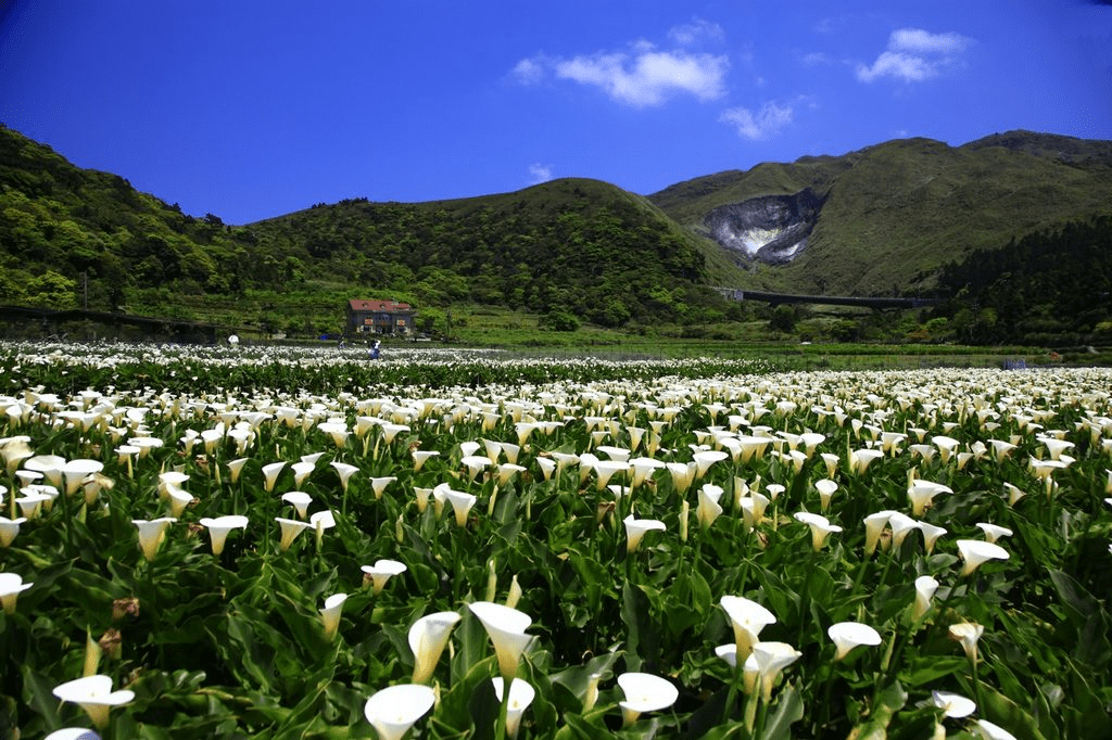 沿著山路慢慢上行，在陽明山國家公園遇見霧散光落的瞬間，感受旅程被重新點亮