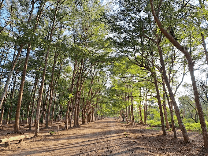 走進台南仁德一日遊路線，從虎山林場綠蔭到十鼓文創園區鼓聲裡慢慢過一天