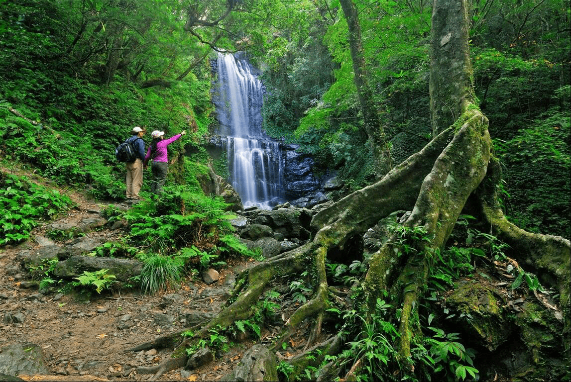 當步道延伸進森林深處,那些藏在三峽山林裡的靜謐風景,值得慢慢走完