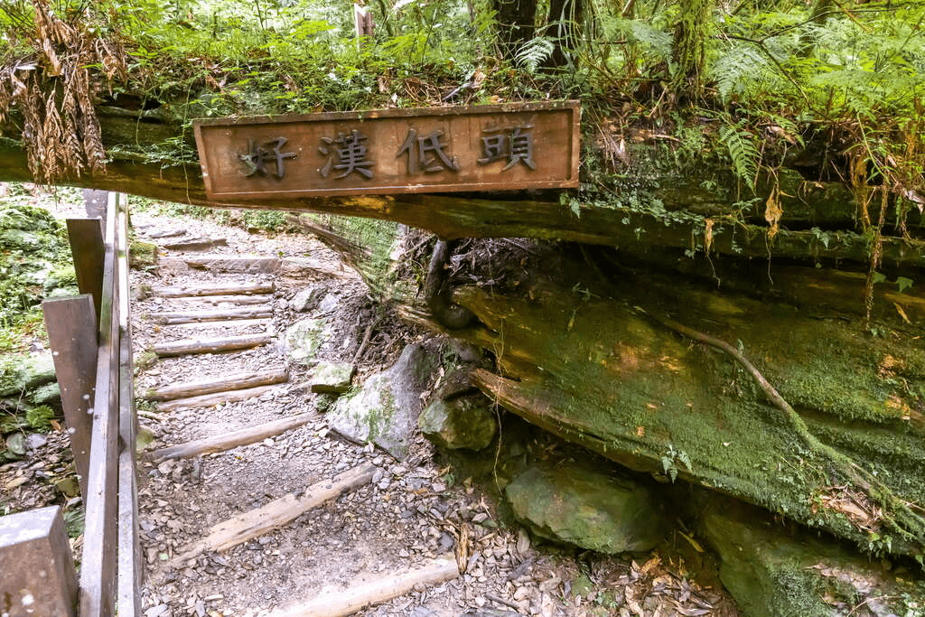在神木與雲海之間慢行，山不說話，卻療癒人心，拉拉山會替你記住風景