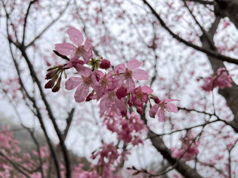 在神木與雲海之間慢行,山不說話,卻療癒人心,拉拉山會替你記住風景