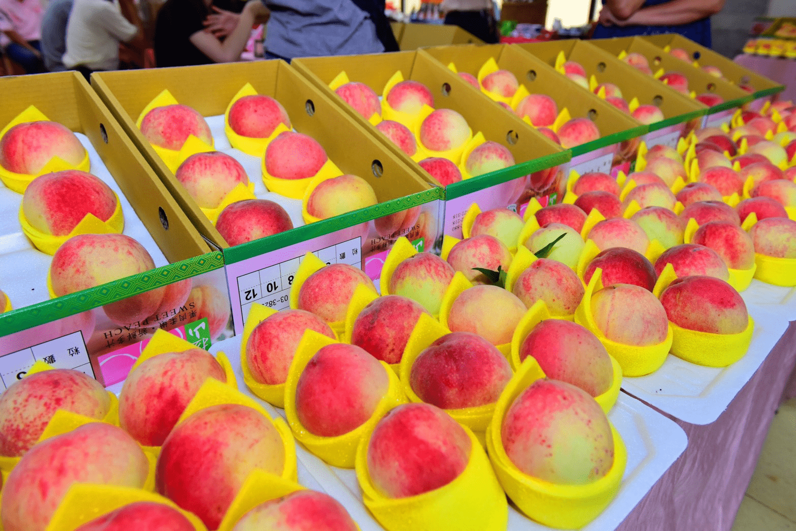 在神木與雲海之間慢行，山不說話，卻療癒人心，拉拉山會替你記住風景