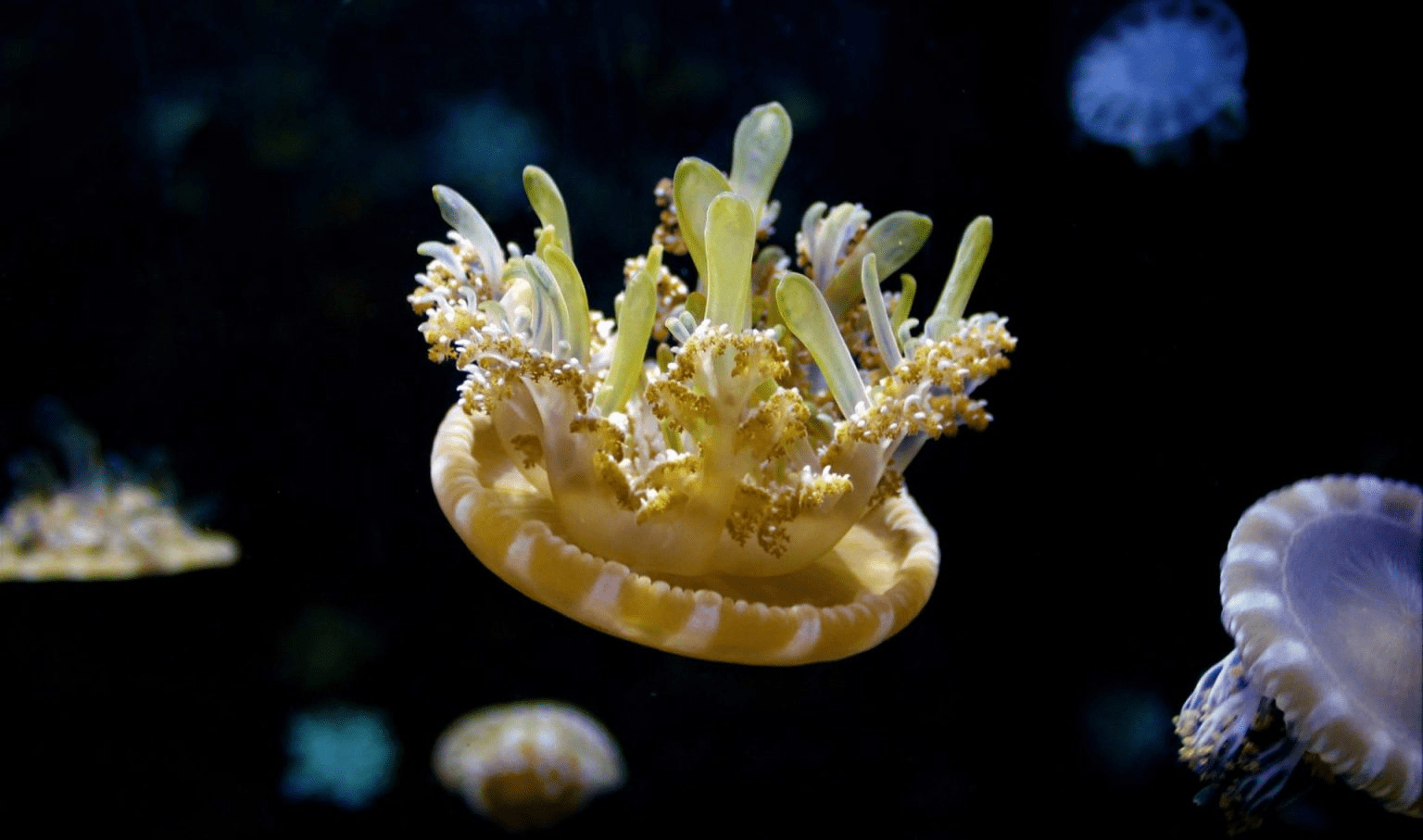 走進野柳海洋世界的藍色午後,在北海岸感受親子旅程最輕柔的節奏