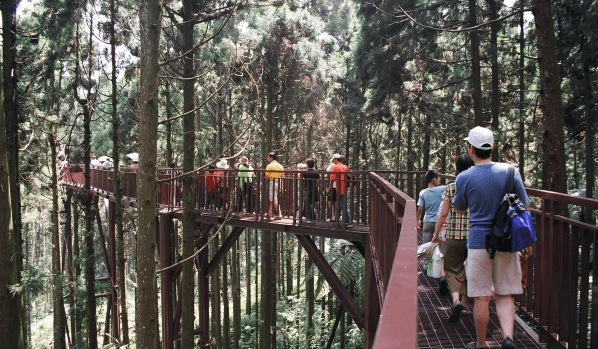 在溪頭的綠意與霧氣中緩緩前行，讓南投森林的光影把旅行重新調回舒服的節奏