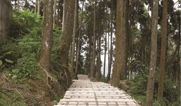 在溪頭的綠意與霧氣中緩緩前行，讓南投森林的光影把旅行重新調回舒服的節奏