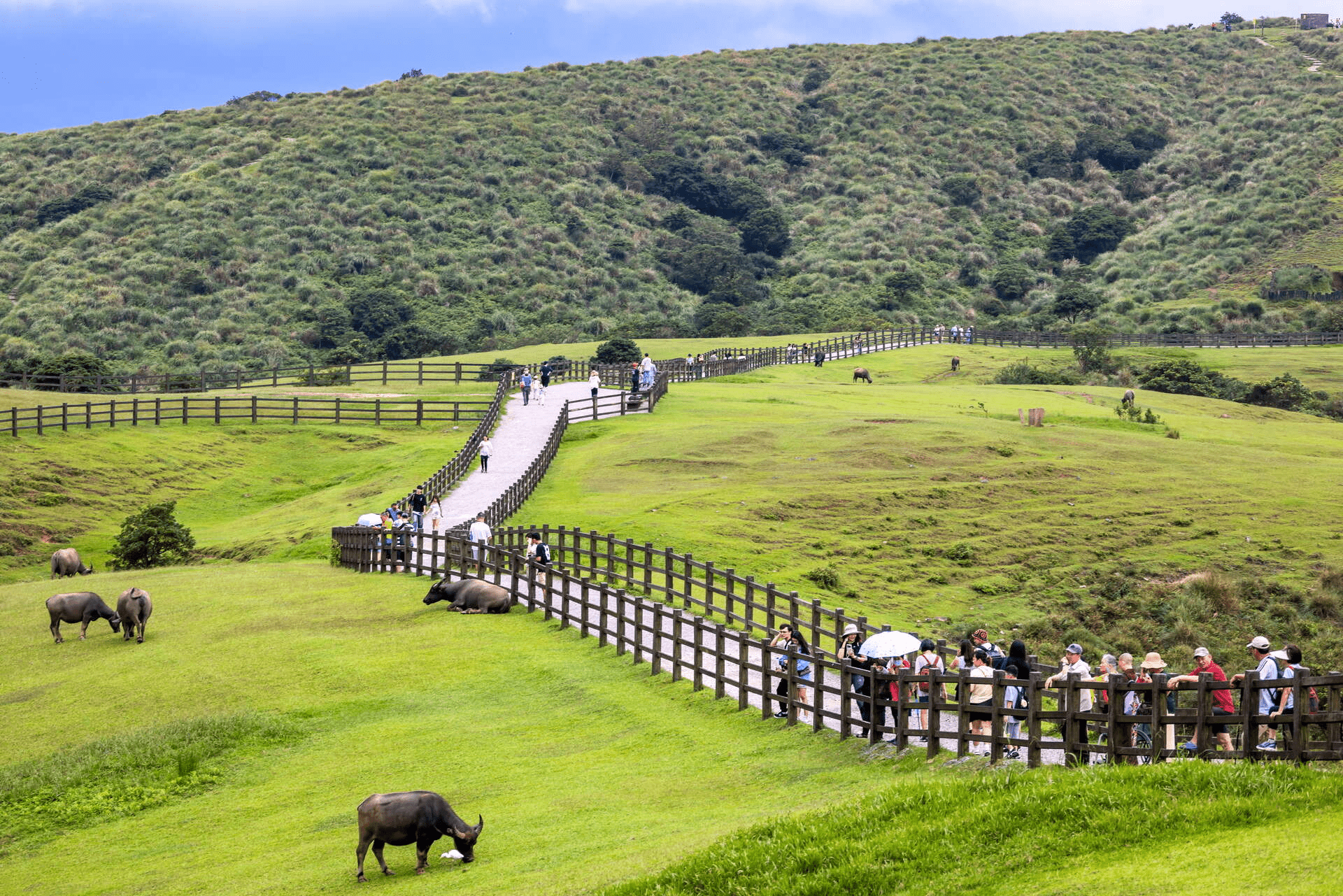 枕著硫磺煙雲與山嵐入夢，陽明山必訪指南，於竹子湖畔找回生活的節奏