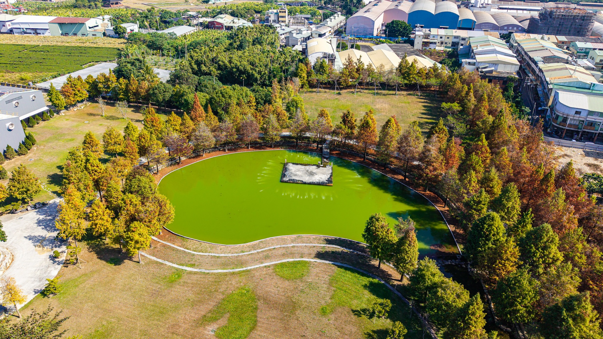 欣美創意園區湖畔的落羽松步道。