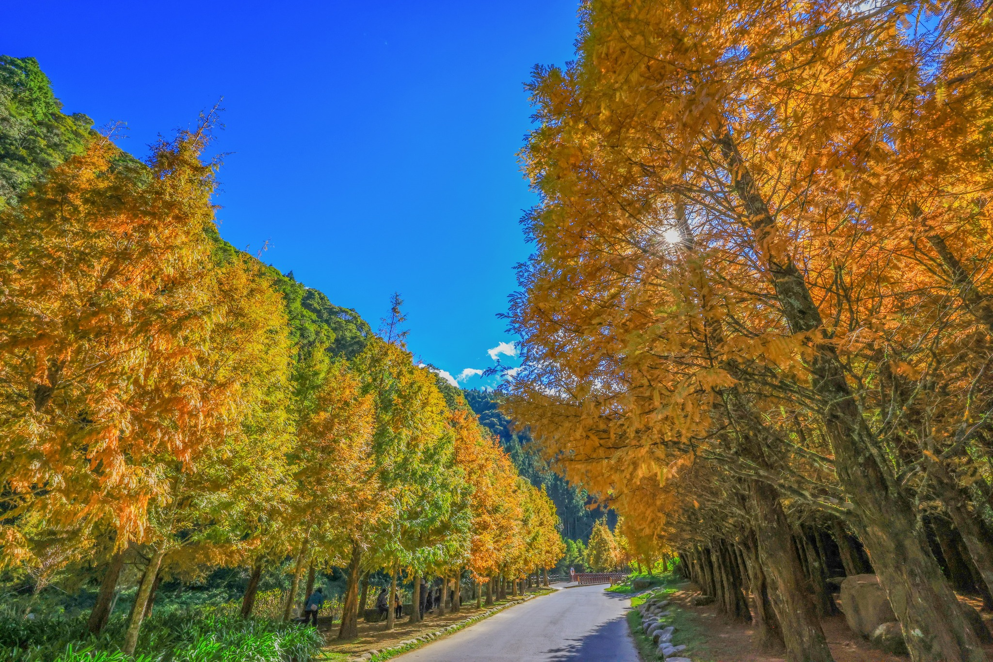 沿著山路上行到杉林溪森林遊樂園，水杉站成一排，把高山的涼意變得好看