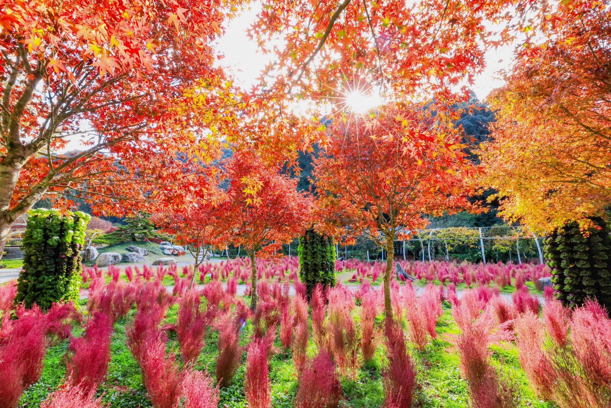 沿著山路上行到杉林溪森林遊樂園，水杉站成一排，把高山的涼意變得好看