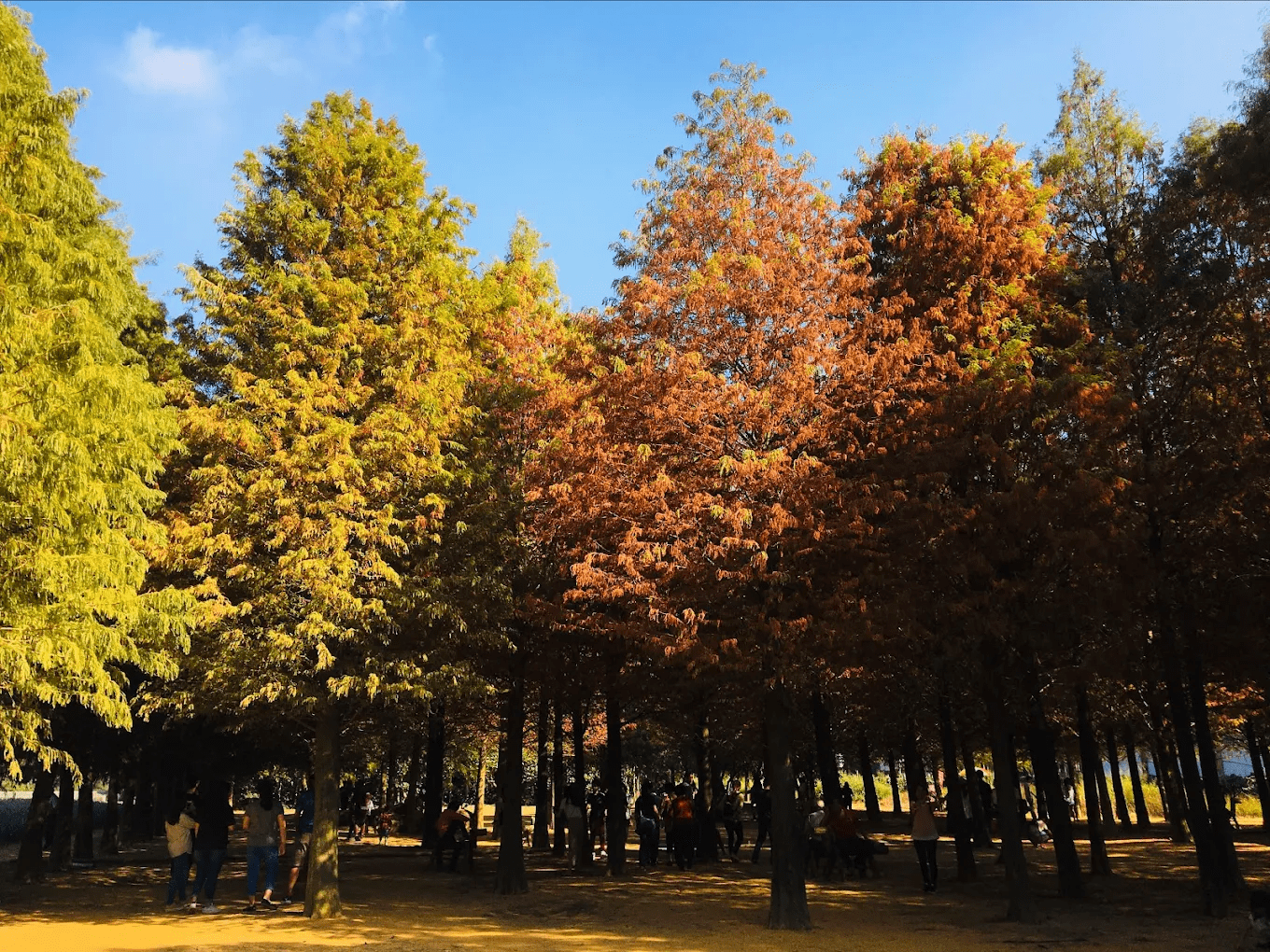 南投落羽松森林冬季限定登場！12/27–28 森林市集、1/17 婚禮包場休園一次看