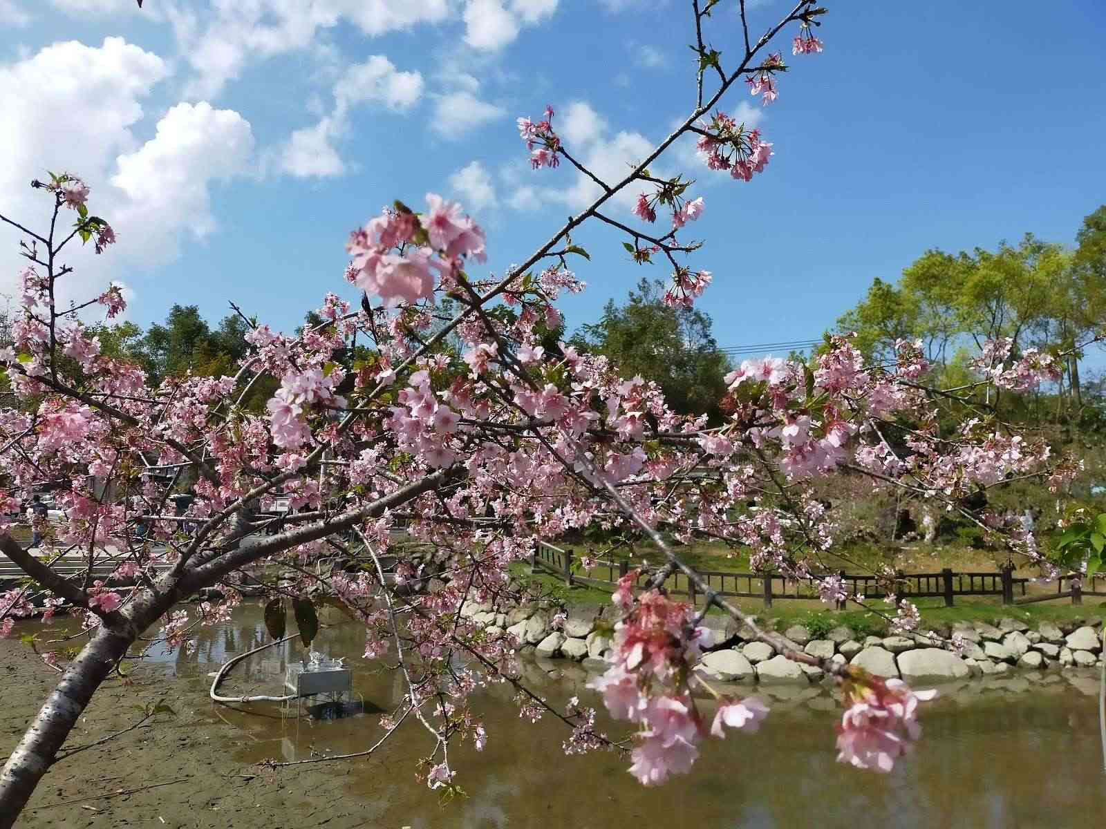 在竹海與湖潭之間慢慢走，走一趟鹿谷的靜謐自然，讓山林替你調整節奏