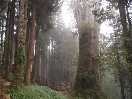 把時間留給山林的早晨,住在阿里山賓館,順著步道走向光線甦醒的瞬間