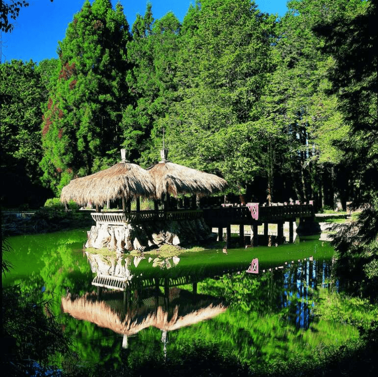 在阿里山賓館醒來的那一刻，窗外是霧與林的交會，也是旅程最安靜的開始