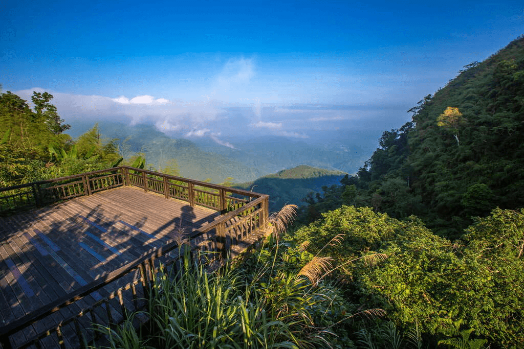 在嘉義山區等一場雲海流動，沿著阿里山慢慢走進森林與高度變化的風景裡