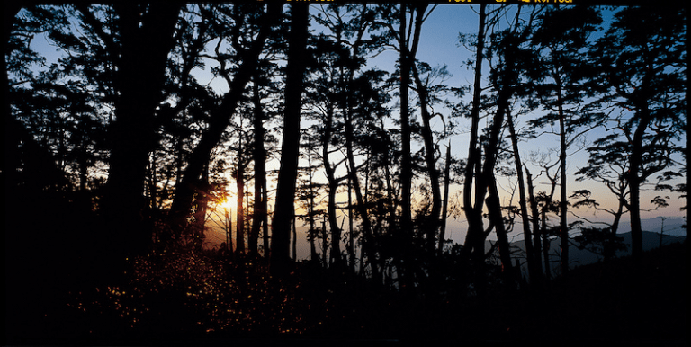 在清晨霧氣輕輕散開的時刻，沿著太平山森林步道緩緩前行，把一整天交給山湖與風的溫度