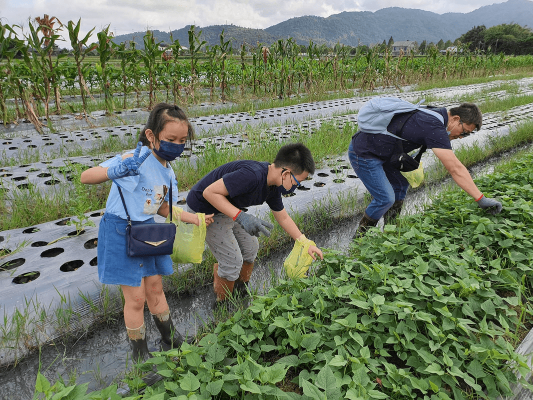 張美阿嬤農場 拔菜體驗
