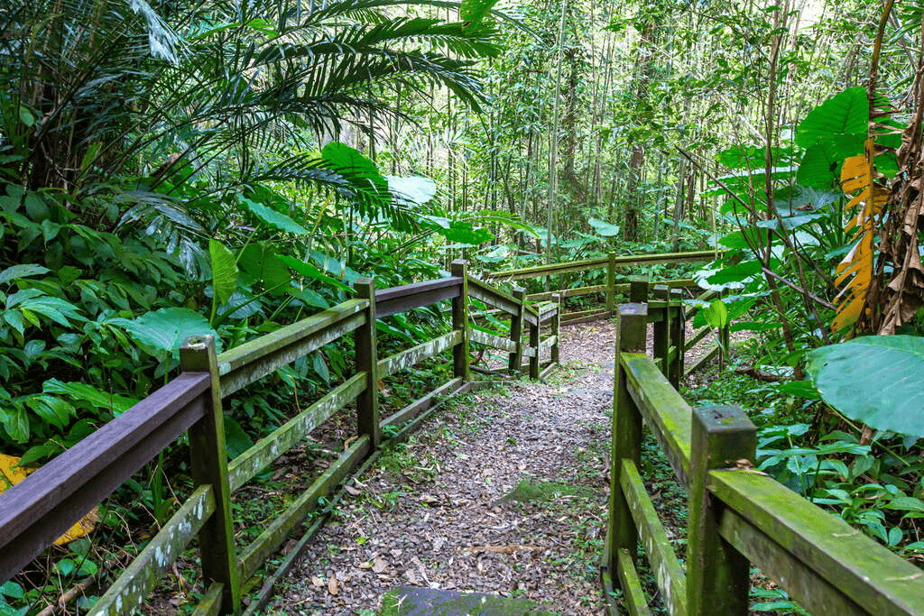 通往瀑布的木棧道設施完善，兩旁綠意盎然