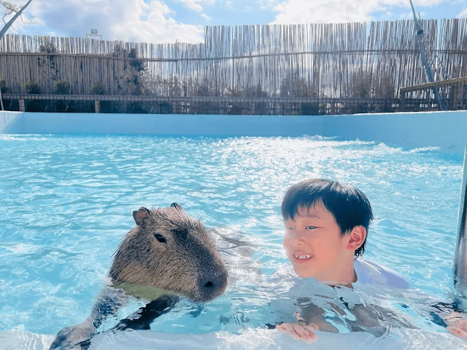 在鹿ㄦ島的水池邊伸手餵著水豚時,恆春的午後陽光也跟著溫暖了起來