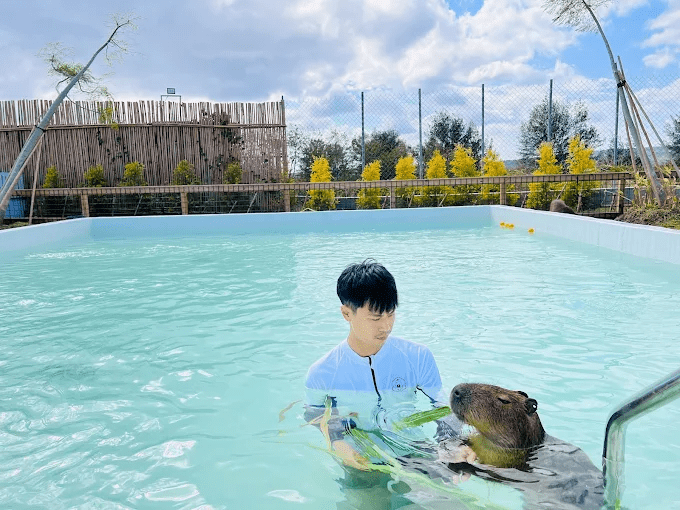 在鹿ㄦ島的水池邊伸手餵著水豚時,恆春的午後陽光也跟著溫暖了起來