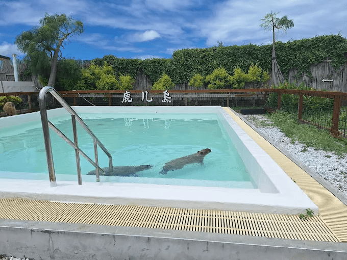 在鹿ㄦ島的水池邊伸手餵著水豚時,恆春的午後陽光也跟著溫暖了起來