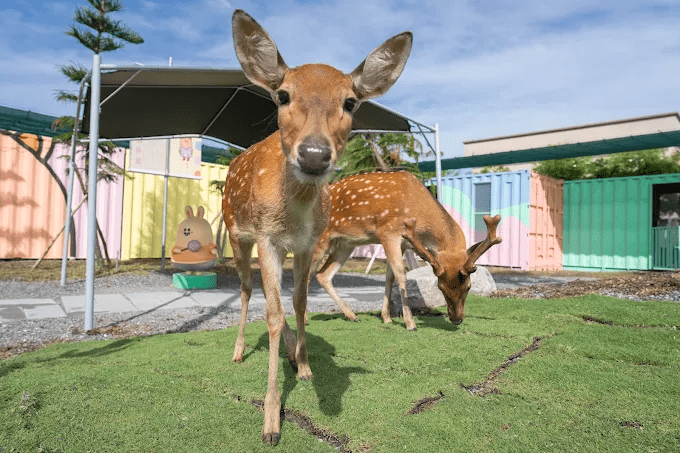 把週末交給宜蘭星夢森林劇場，在大自然裡陪孩子和動物們握握手