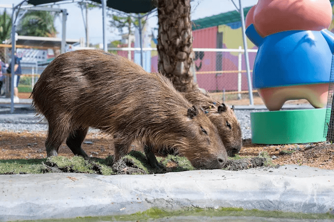 把週末交給宜蘭星夢森林劇場，在大自然裡陪孩子和動物們握握手