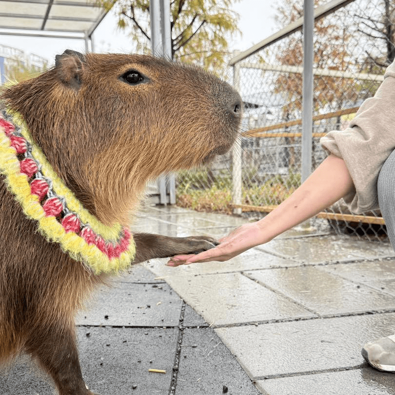 把週末交給宜蘭星夢森林劇場，在大自然裡陪孩子和動物們握握手