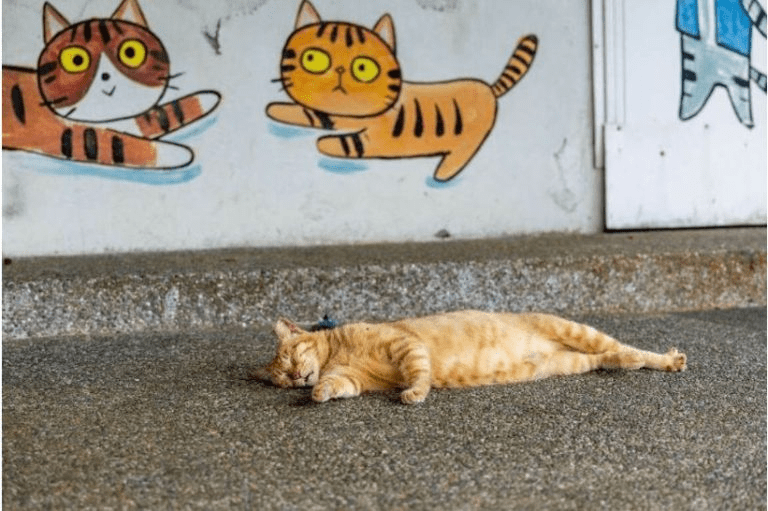 在新北猴硐貓村散步時，看著貓咪在小巷穿梭，旅程自然慢了下來