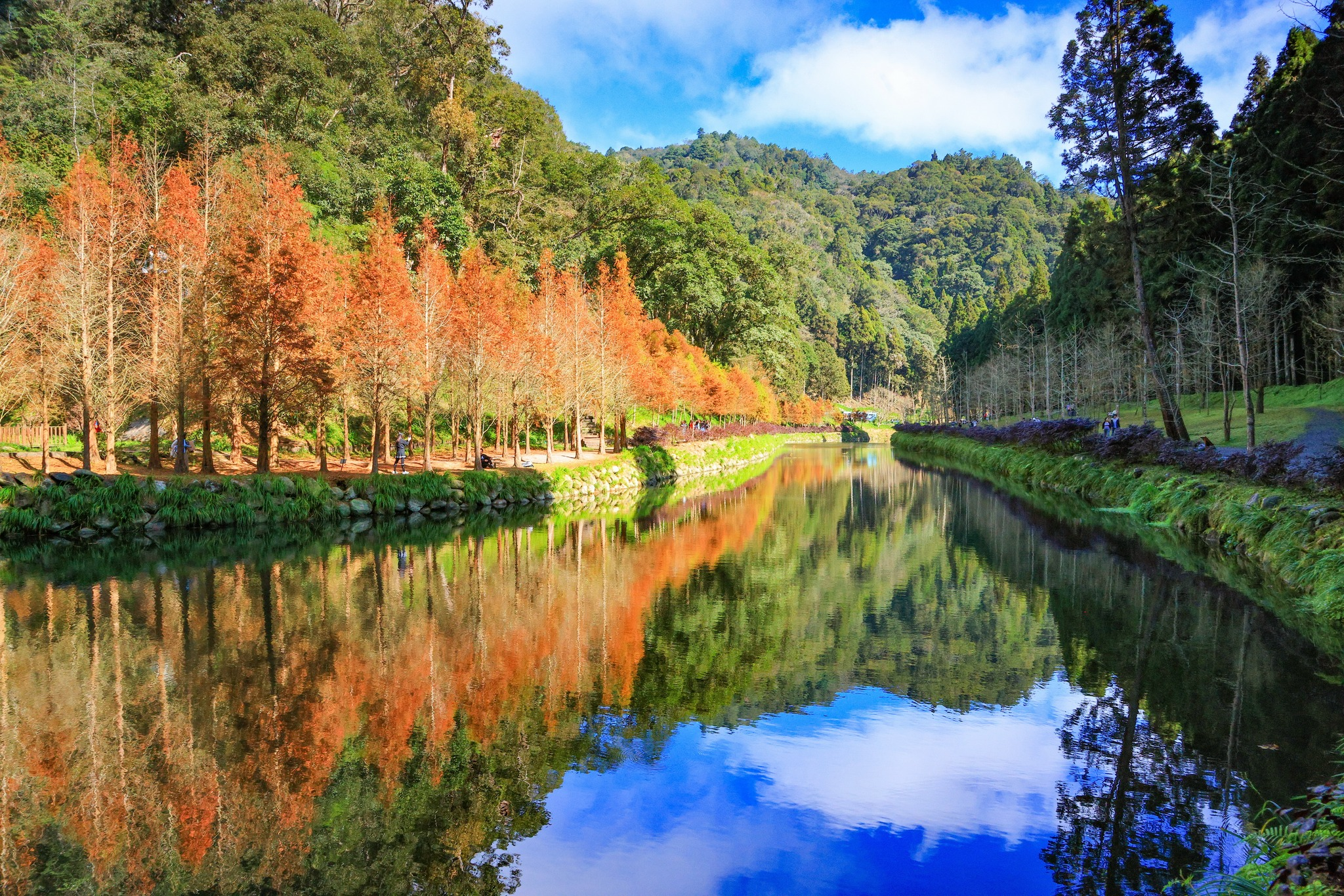 走進南投杉林溪的晨霧步道，在金黃林間緩緩前行、感受森林一整天的輕柔節奏