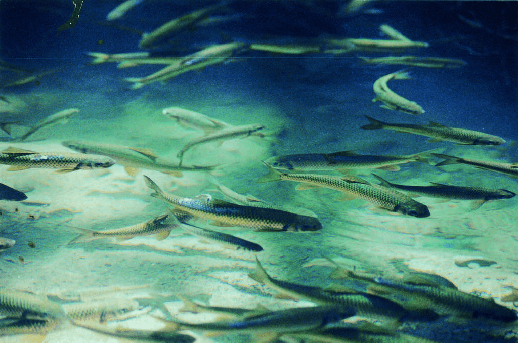 達娜伊谷溪水中清晰可見大量的鯝魚，是多年護溪保育的珍貴成果