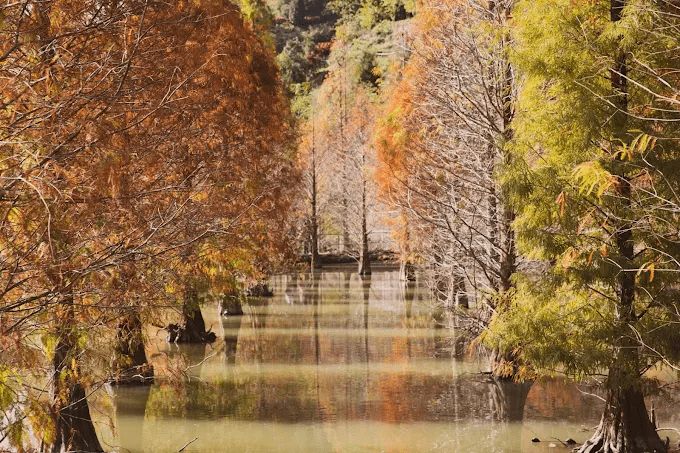 沿著緩坡向湖邊靠近，感受苗栗三灣落羽松在清晨薄霧裡浮現的那抹安靜色彩