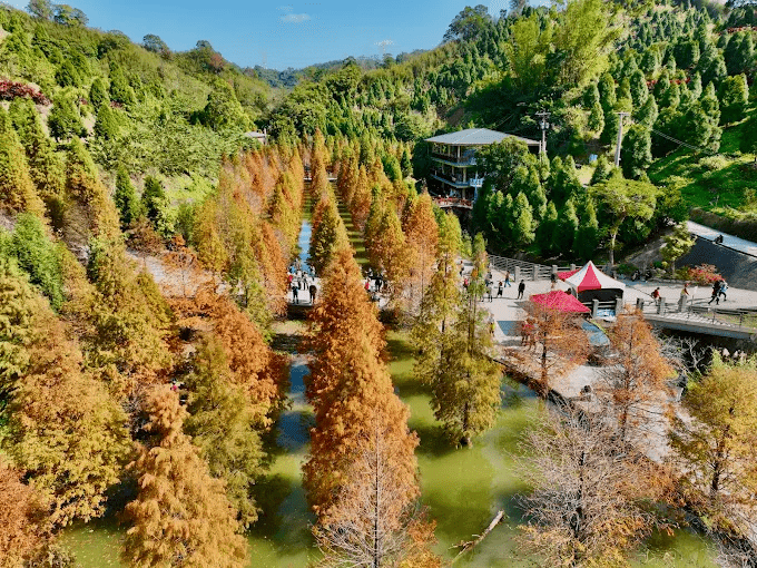 沿著緩坡向湖邊靠近，感受苗栗三灣落羽松在清晨薄霧裡浮現的那抹安靜色彩