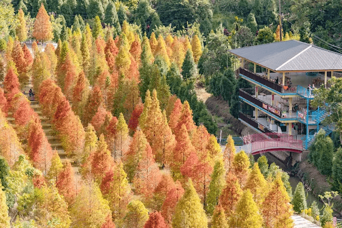 沿著緩坡向湖邊靠近，感受苗栗三灣落羽松在清晨薄霧裡浮現的那抹安靜色彩