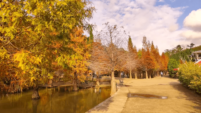 沿著緩坡向湖邊靠近，感受苗栗三灣落羽松在清晨薄霧裡浮現的那抹安靜色彩